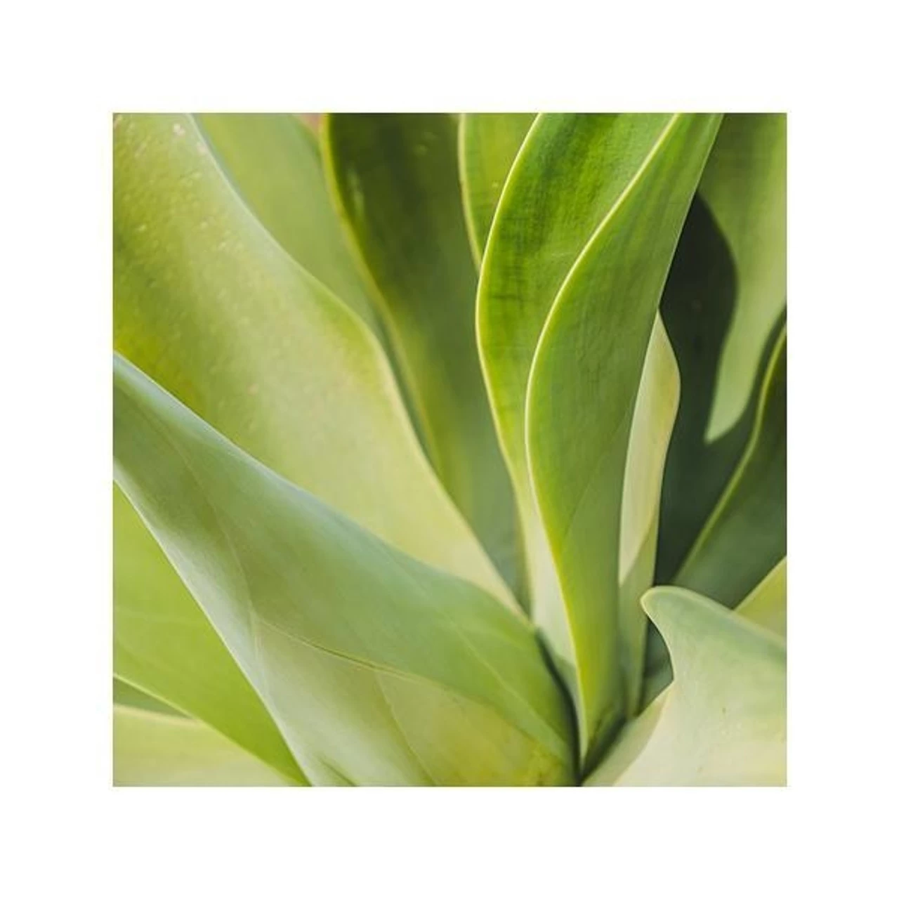 Chantecaille Wild Moss Rose Body Lotion 120ml 3 Chantecaille Wild Moss Rose Body Lotion 120ml - Image 3