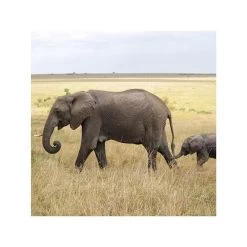 Chantecaille Wild Moss Rose Body Lotion 120ml 8 Chantecaille Wild Moss Rose Body Lotion 120ml -Baby Care Shop Chantecaille Wild Moss Rose Body Lotion 120ml 242936 41965.1670443472