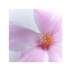 Chantecaille Wild Moss Rose Body Lotion 120ml 9 Chantecaille Wild Moss Rose Body Lotion 120ml -Baby Care Shop Chantecaille Wild Moss Rose Body Lotion 120ml 242937 44796.1670443474