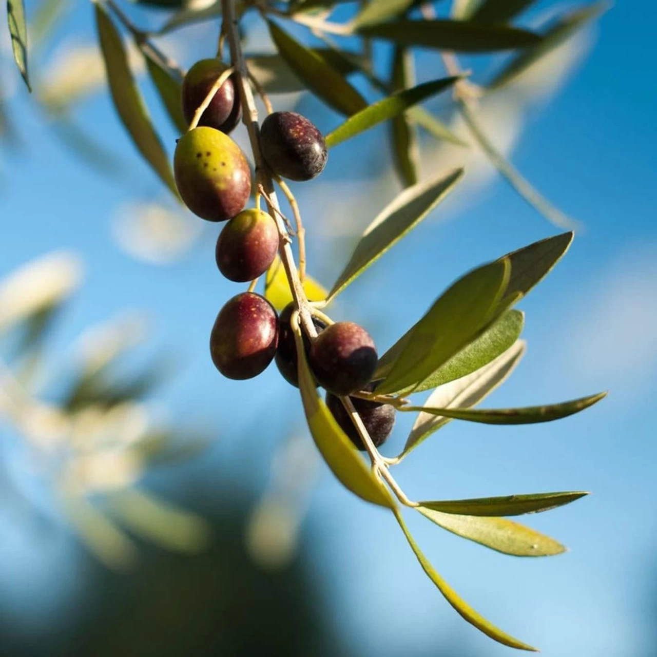 Mustela Liniment (Diaper Change Cleanser) 400ml 3 Mustela Liniment (Diaper Change Cleanser) 400ml - Image 3